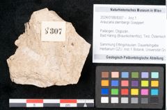 Foto (Objekt + Etikett) von Araucaria sternbergii Goeppert (NHMW-GEO-2024-0188-8307)